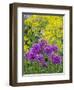 Purple allium blooming amongst yellow flowering plants.-Julie Eggers-Framed Photographic Print