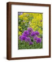 Purple allium blooming amongst yellow flowering plants.-Julie Eggers-Framed Photographic Print