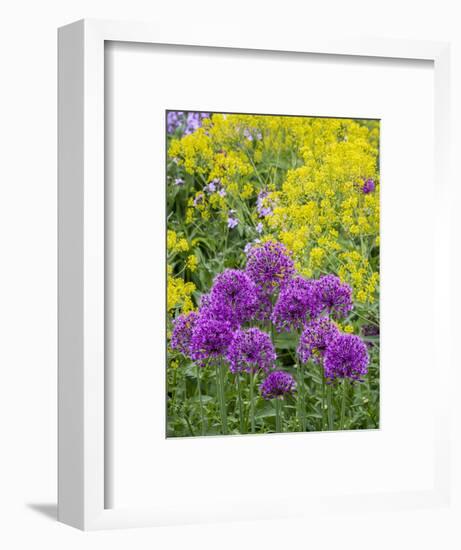 Purple allium blooming amongst yellow flowering plants.-Julie Eggers-Framed Photographic Print