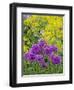 Purple allium blooming amongst yellow flowering plants.-Julie Eggers-Framed Photographic Print