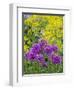 Purple allium blooming amongst yellow flowering plants.-Julie Eggers-Framed Photographic Print