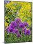 Purple allium blooming amongst yellow flowering plants.-Julie Eggers-Mounted Photographic Print