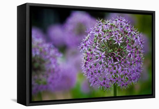 Purple Allium Flowers Photo Print Poster-null-Framed Stretched Canvas