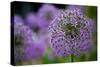 Purple Allium Flowers Photo Print Poster-null-Stretched Canvas