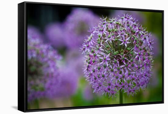 Purple Allium Flowers Photo Print Poster-null-Framed Stretched Canvas