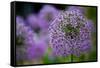 Purple Allium Flowers Photo Print Poster-null-Framed Stretched Canvas