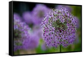 Purple Allium Flowers Photo Print Poster-null-Framed Stretched Canvas