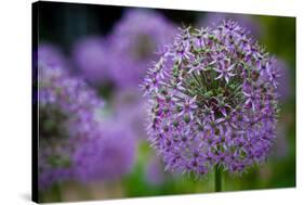 Purple Allium Flowers Photo Print Poster-null-Stretched Canvas