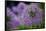 Purple Allium Flowers Photo Print Poster-null-Framed Poster