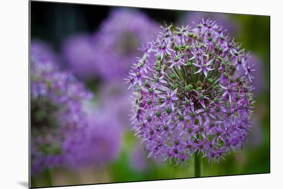 Purple Allium Flowers Photo Print Poster-null-Mounted Poster