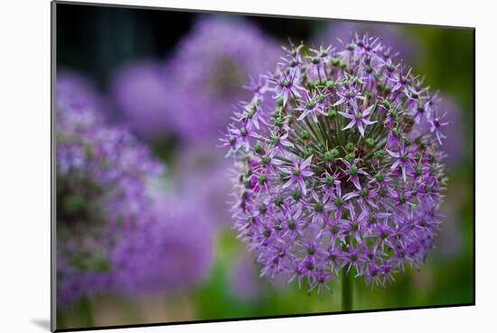 Purple Allium Flowers Photo Print Poster-null-Mounted Poster