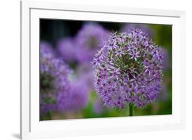 Purple Allium Flowers-null-Framed Photo