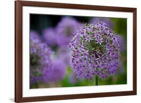 Purple Allium Flowers-null-Framed Photo