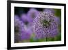 Purple Allium Flowers-null-Framed Photo