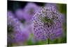 Purple Allium Flowers-null-Mounted Photo