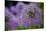 Purple Allium Flowers-null-Mounted Photo