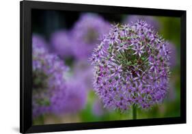 Purple Allium Flowers-null-Framed Photo