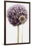Purple Allium with Dried Flower-Tom Quartermaine-Framed Giclee Print