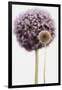 Purple Allium with Dried Flower-Tom Quartermaine-Framed Giclee Print