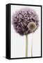 Purple Allium with Dried Flower-Tom Quartermaine-Framed Stretched Canvas