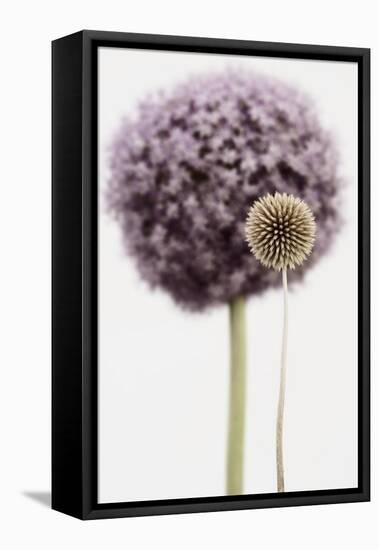 Purple Allium with Dried Flower-Tom Quartermaine-Framed Stretched Canvas