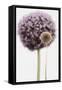 Purple Allium with Dried Flower-Tom Quartermaine-Framed Stretched Canvas