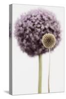 Purple Allium with Dried Flower-Tom Quartermaine-Stretched Canvas