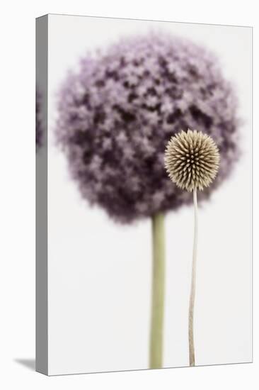 Purple Allium with Dried Flower-Tom Quartermaine-Stretched Canvas
