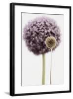 Purple Allium with Dried Flower-Tom Quartermaine-Framed Giclee Print