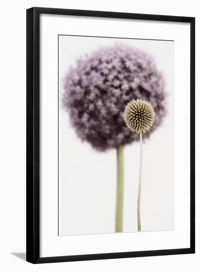 Purple Allium with Dried Flower-Tom Quartermaine-Framed Giclee Print