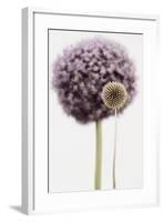 Purple Allium with Dried Flower-Tom Quartermaine-Framed Giclee Print