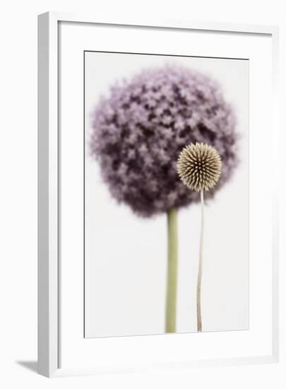 Purple Allium with Dried Flower-Tom Quartermaine-Framed Giclee Print