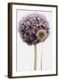 Purple Allium with Dried Flower-Tom Quartermaine-Framed Giclee Print