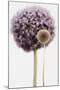 Purple Allium with Dried Flower-Tom Quartermaine-Mounted Giclee Print