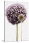 Purple Allium with Dried Flower-Tom Quartermaine-Stretched Canvas