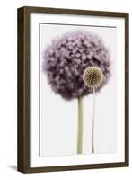 Purple Allium with Dried Flower-Tom Quartermaine-Framed Giclee Print