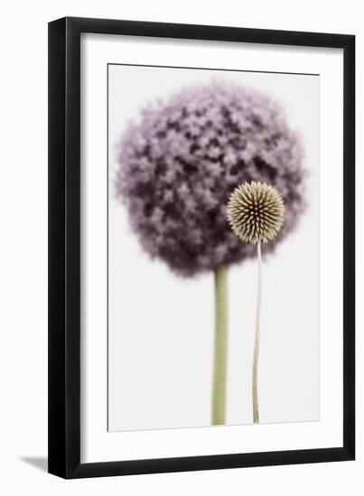 Purple Allium with Dried Flower-Tom Quartermaine-Framed Giclee Print