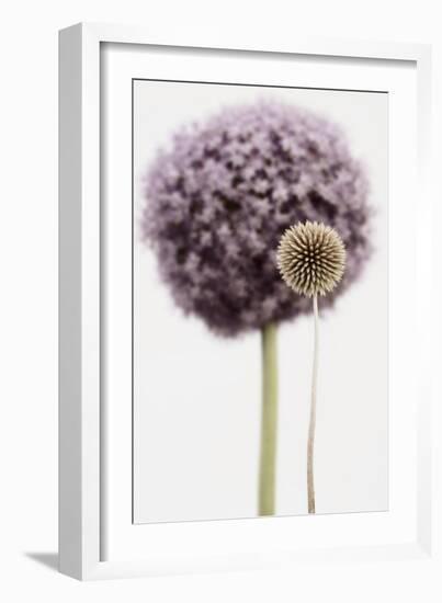 Purple Allium with Dried Flower-Tom Quartermaine-Framed Giclee Print