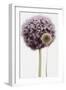 Purple Allium with Dried Flower-Tom Quartermaine-Framed Giclee Print