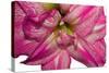 Purple Amarilis Isolated on White  Backgrounds. Gentle Flower.-Jane Lee-Stretched Canvas