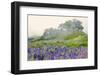 Purple and blue lupine flowers and tree in fog, Bald Hills Road, California-Adam Jones-Framed Photographic Print