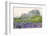 Purple and blue lupine flowers and tree in fog, Bald Hills Road, California-Adam Jones-Framed Photographic Print