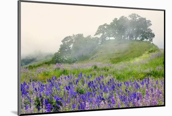 Purple and blue lupine flowers and tree in fog, Bald Hills Road, California-Adam Jones-Mounted Photographic Print