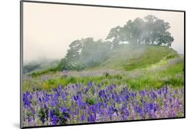 Purple and blue lupine flowers and tree in fog, Bald Hills Road, California-Adam Jones-Mounted Photographic Print