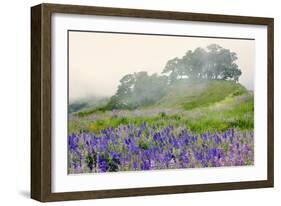 Purple and blue lupine flowers and tree in fog, Bald Hills Road, California-Adam Jones-Framed Photographic Print