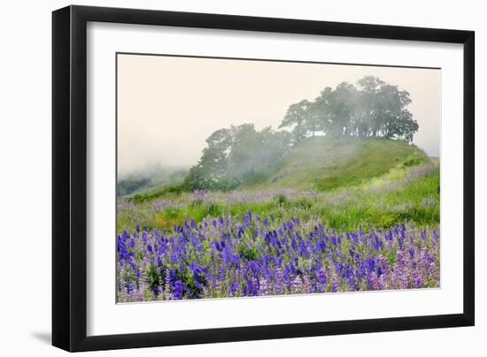 Purple and blue lupine flowers and tree in fog, Bald Hills Road, California-Adam Jones-Framed Photographic Print