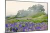 Purple and blue lupine flowers and tree in fog, Bald Hills Road, California-Adam Jones-Mounted Photographic Print