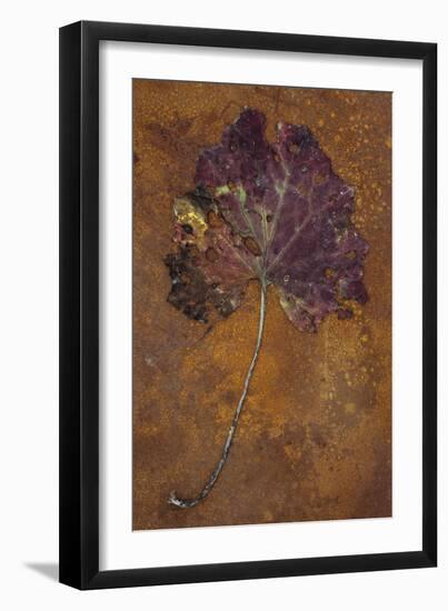 Purple and Green-Den Reader-Framed Premium Photographic Print