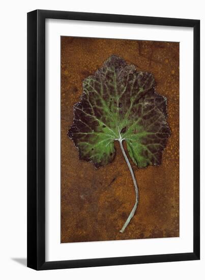 Purple and Green-Den Reader-Framed Premium Photographic Print