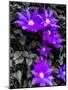 Purple and Grey Clematis-Heidi Bannon-Mounted Photo